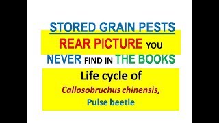 Life cycle of pulse beetle Callosobruchus chinensis [upl. by Grew]