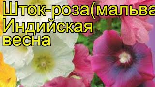 Мальва Индийская весна Краткий обзор описание характеристик alcea rosea Indiyskaya vesna [upl. by Dnob]