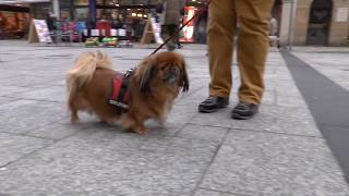 quot Mausi unterwegsquot Schweinfurt aus der Sicht eines Pekinesen [upl. by Ayatnohs]