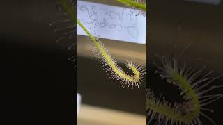 My drosera capensis alba curling around some prey [upl. by Ettezil613]