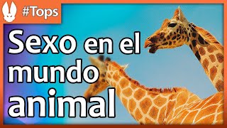 Top de Animales Las Maneras Más Increíbles de Hacerlo [upl. by Reiche64]