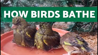 Today’s Bath Time for the GREENFINCHES 💦🐤 They Love the WATER [upl. by Joline]