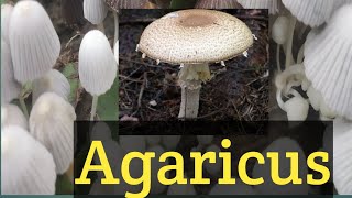 on shiitake mushrooms  agaricus  portobello mushroom [upl. by Donadee]