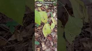 Wild Native Beautyberry  Callicarpa americana [upl. by Auhsoj]