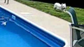 Bogie the Westie vs Pool [upl. by Woll]