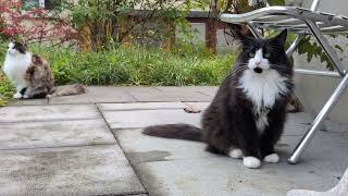 Norwegian Forest Cat Garden Time with Lilly amp Odin [upl. by Haerr]