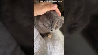 Coco is super possessive about her mommy love 😄♥️ catvideo catvideos funnycatvideo ytshorts [upl. by Trinette362]