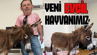 EŞEK SAHİPLENDİM  EVE GETİRDİM [upl. by Eniotna836]