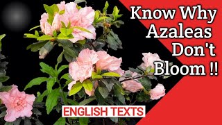 Azalea Care in Pots  Save Dying Azaleas  How to care for Azaleas  Azalea potting and fertilizing [upl. by Sirromal151]