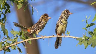 DArnauds Barbets Calling [upl. by Samy496]