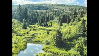 Part 2 Kebler Ponds landscape painting with George Coll [upl. by Groscr833]