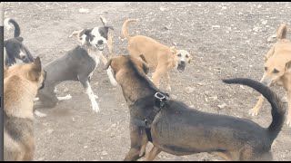 DOGS FIGHT FOR MATING  WINNER GET THE FEMALESEE WHAT HAPPENS NEXT [upl. by Riki244]