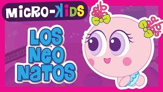 LOS NEONATOS  Microkids  Distroller [upl. by Inobe]