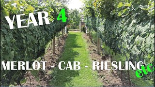 Backyard Vineyard Walk Through  Year 4 [upl. by Rise]