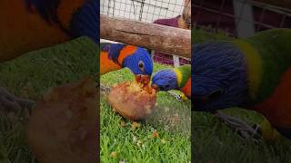 Lorikeet parrot for sale  Serampur Pet Market  Very cheap price Exotic birds lorikeet birds [upl. by Ellswerth260]