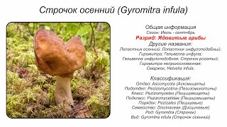 Строчок осенний Gyromitra infula [upl. by Ecinue]