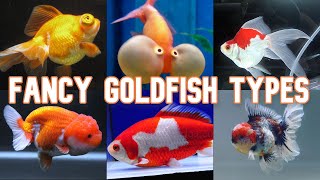 Fancy Goldfish  20 Types To Know [upl. by Callum]