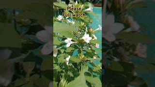 Kya Mausam aay hai phool youtubeshorts beautiful shorts viral old songkya Mausam [upl. by Halueb]