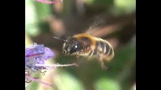 Gouden slakkenhuisbij Osmia aurulenta vrouwtje [upl. by Ashlie544]