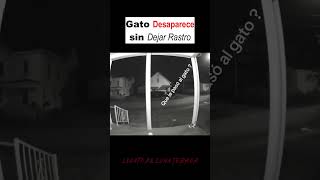 GATO DESAPARECE MISTERIOSAMENTE miedo terror terrorifico creepy misterio brujo [upl. by Guenna]