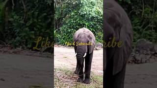 Glimpse of Kilimanjaro Safari  Animal Kingdom Disney’s World Orlando Florida [upl. by Emyam334]