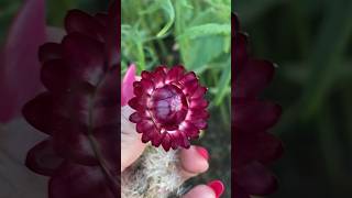 Saving strawflower seeds garden organicgardening plants urbanfarm gardening seeds seedsaving [upl. by Spillihp]