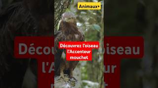 Découvrez lAccenteur mouchet animals animaux documentaire actualités infosnaturehumorvideo [upl. by Fidelas364]