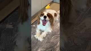 Cavalier King Charles spaniel whineyawning [upl. by Aleira]