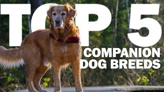 Top 5 Companion Dog Breeds [upl. by Leelah]