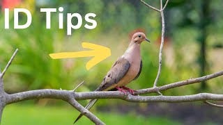 Expert ID Tips How to Spot a Mourning Dove [upl. by Adelric440]