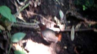 Rufous breasted Antthrush seen in Paz de las Antpittas Reserve Aug 2010 [upl. by Leavelle62]