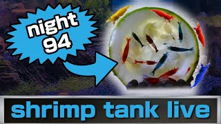 shrimp tank live night 94 [upl. by Lacefield859]