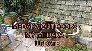 medaka rice fish outdoors  my medaka  update [upl. by Hnamik]