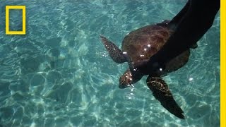 Saving Sea Turtles in the Solomon Islands  Short Film Showcase [upl. by Suiddaht]