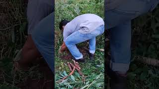 Harvesting Cassava roots [upl. by Reviel]