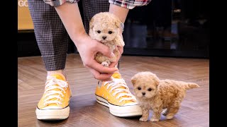 maltese poodle Cutest Maltipoo😝🥰 l Korea teacup puppies [upl. by Ramyaj332]