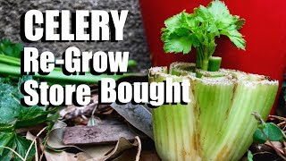 How to Grow Celery the Easy Way From Organic Store Bought Celery Inside or Outside [upl. by Seda242]