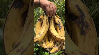 Como hacer abono para las plantas usando cascaras de platanos shorts abono [upl. by Arjun]