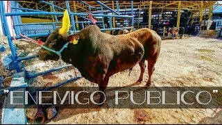 NUEVO TORO LEGENDARIO RANCHO LA PIONERA EN CAÑADA DE CARACHEO GUANAJUATO 2018 [upl. by Nipahc]