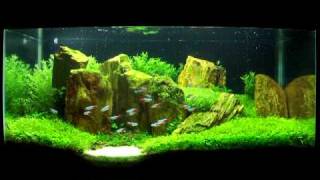 Planted Tank The Hidden Purity [upl. by Andriette]