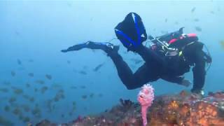 The Pinnacle amp Boiler Dive  Batemans Marine Park  Kioloa [upl. by Elonore]