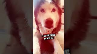 Dieser eine Tag hund tierliebe wissenswert hunde tiere doglover [upl. by Trstram458]