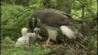 オオタカ Northern Goshawk [upl. by Gerrard35]