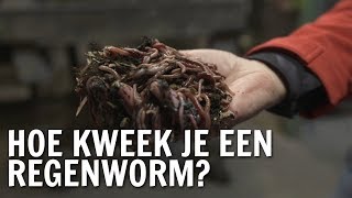 Hoe kweek je een regenworm  De Buitendienst over de Regenworm [upl. by Bone]