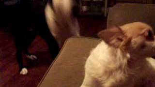 Pit Bull vs Chihuahua Vicious Attack [upl. by Ahtebat]