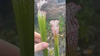 Sarracenia Leucophylla is still putting out pitchers garden carnivorousplants plants [upl. by Norbel]