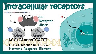 Intracellular receptor  Nuclear receptor  Nuclear receptor and its mode of action [upl. by Nealon666]