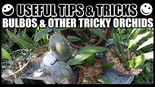 Tips For Growing Bulbophyllums amp Tricky Orchids  GROW RESCUE amp REVIVE [upl. by Daigle]