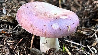 4K Russula cyanoxantha Mushroom Identification [upl. by Kantos]