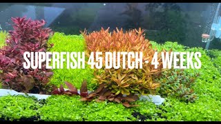 Superfish 45 Dutch Aquascape  4 weeks [upl. by Gnud]